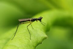Micropeza corrigiolata