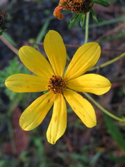Bidens mitis