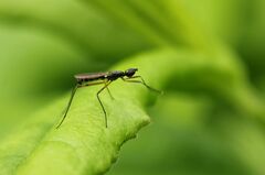 Micropeza corrigiolata
