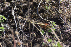 Rhammatocerus viatorius