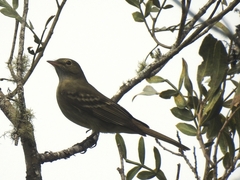 Elaenia