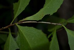 Denhamia fasciculiflora