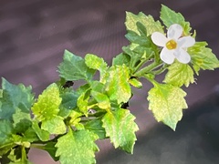 Chaenostoma cordatum