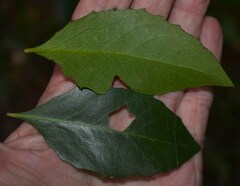 Denhamia fasciculiflora