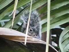 Sciurus colliaei
