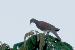 Patagioenas cayennensis