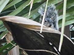 Sciurus colliaei