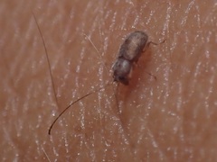 Dinema filicornis