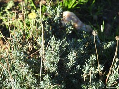 Santolina chamaecyparissus