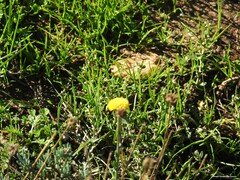 Santolina chamaecyparissus