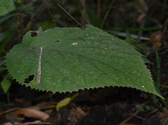 Dendrocnide moroides