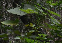 Dendrocnide moroides