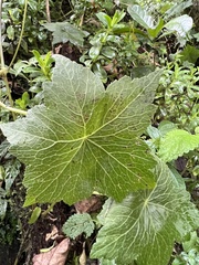 Hydrocotyle humboldtii