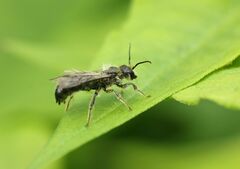 Chelostoma florisomne