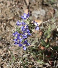 Eriastrum sapphirinum