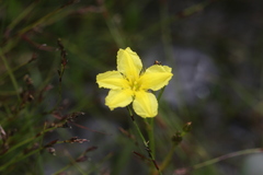 Ornduffia reniformis