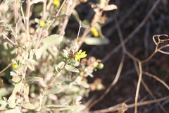 Grindelia hallii