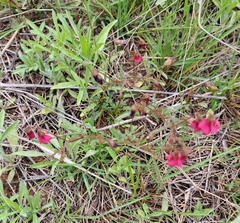 Hermannia coccocarpa