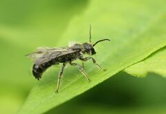 Chelostoma florisomne