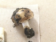 Hebeloma crustuliniforme