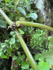 Hydrocotyle humboldtii