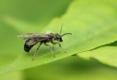 Chelostoma florisomne