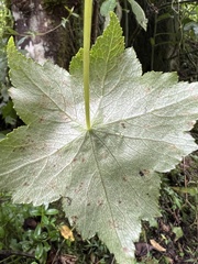 Hydrocotyle humboldtii