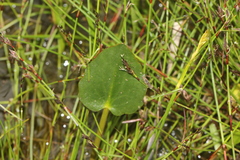 Ornduffia reniformis