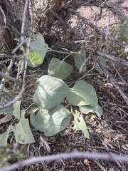Mirabilis multiflora