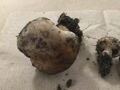 Hebeloma crustuliniforme
