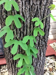 Passiflora affinis