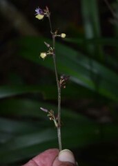 Dianella atraxis