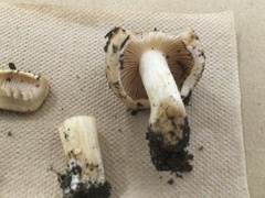 Hebeloma crustuliniforme