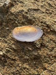 Utterbackia imbecillis