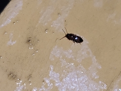 Aeolus mellillus
