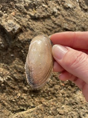 Utterbackia imbecillis