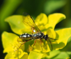 Diamma bicolor