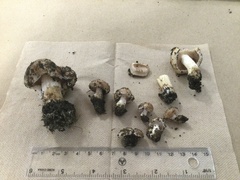 Hebeloma crustuliniforme