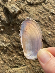 Utterbackia imbecillis