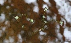 Callitriche