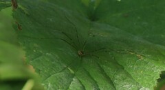 Phalangioidea