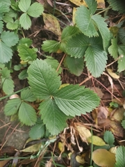 Fragaria viridis