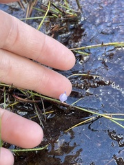 Utricularia lateriflora