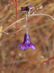 Conanthera campanulata