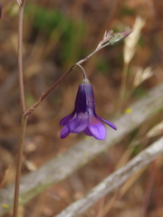 Conanthera campanulata