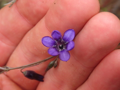 Conanthera campanulata