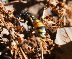 Vespula rufa