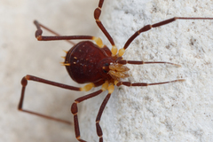 Zalmoxidae