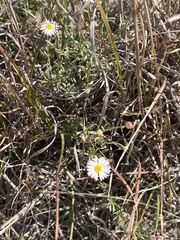 Erigeron modestus