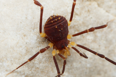 Zalmoxidae